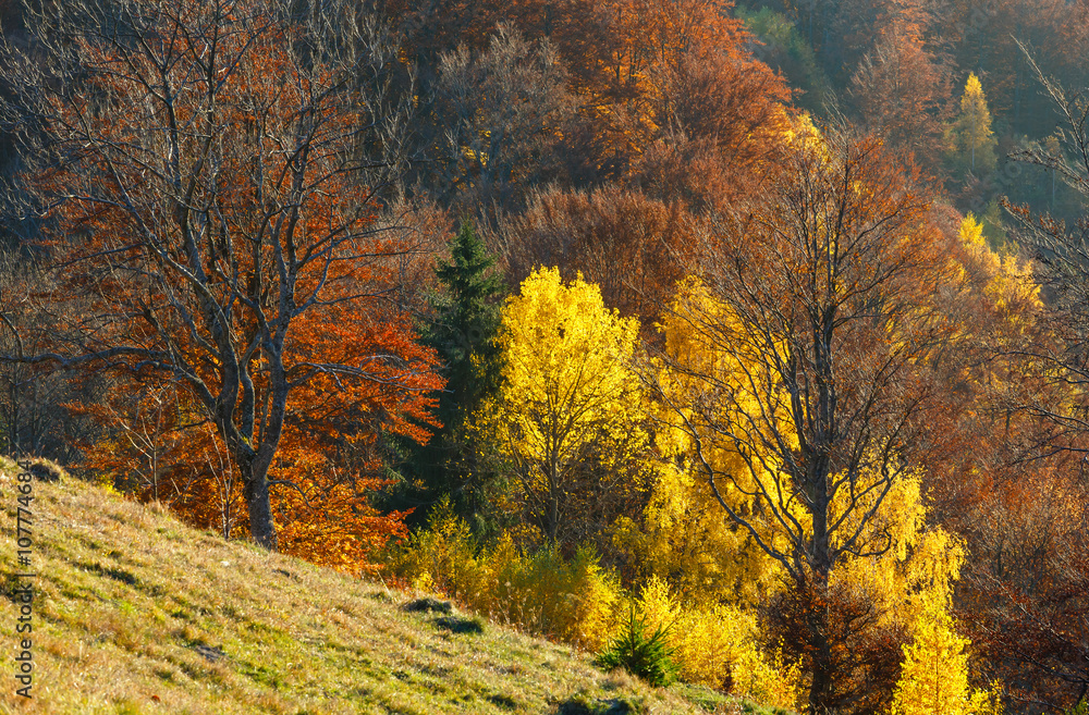 Golden autumn in mountain.