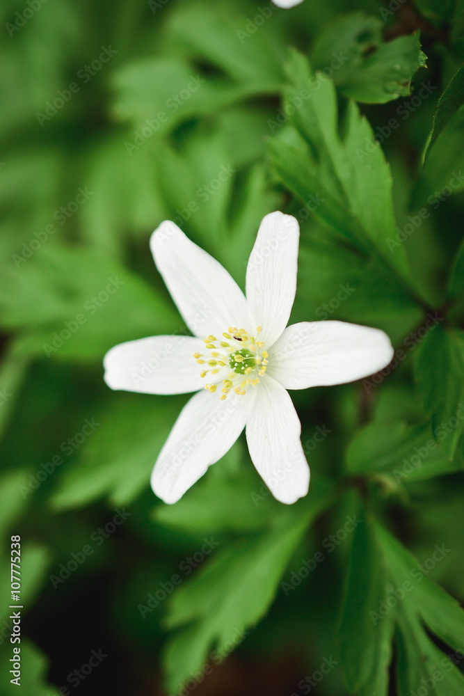 white spring forest flower white spring forest flower
