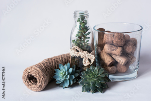 Succulents and twine, decor, plants on a white background