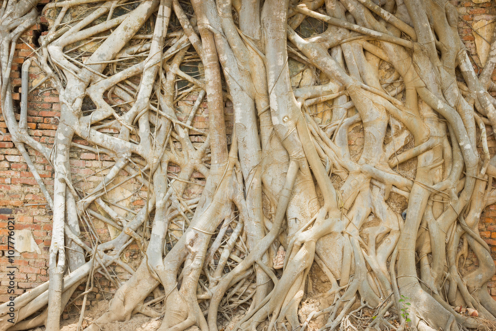 tree root covering the old brick wall in Temple, Thailand tree root covering the old brick wall in Temple, Thailand