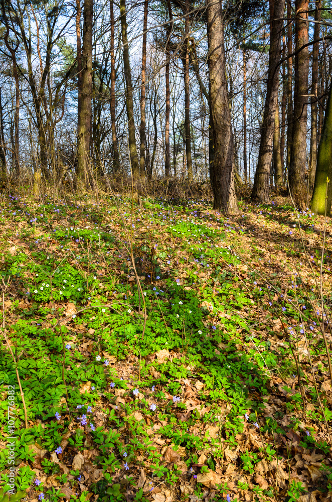 spring forest with sun rays spring forest with sun rays