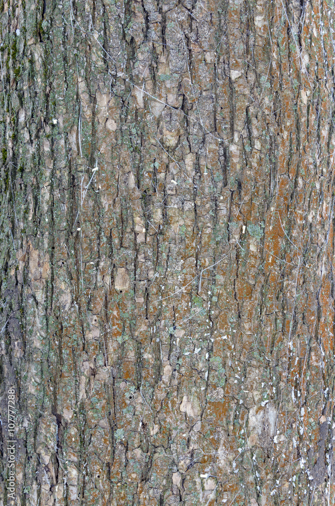 Obraz premium Bark of old tree