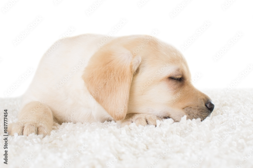 sleeping labrador puppy