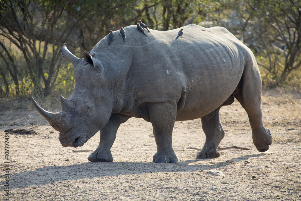 Fototapeta premium Lone rhino walking on open area looking for safety from poachers