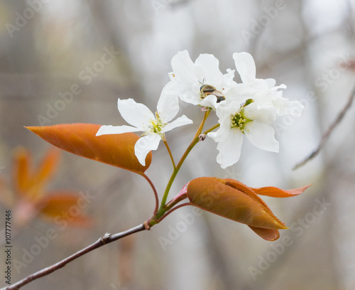 Serviceberry Flowers photo