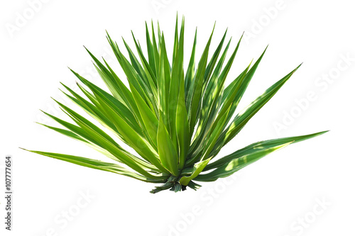 plant isolated