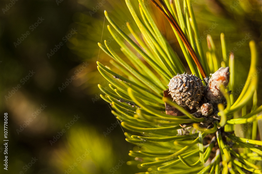 Macro PineCode on the right Macro PineCode on the right