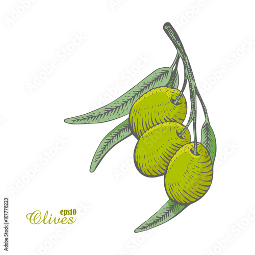 Green olives. Woodcut style. Vector illustration.