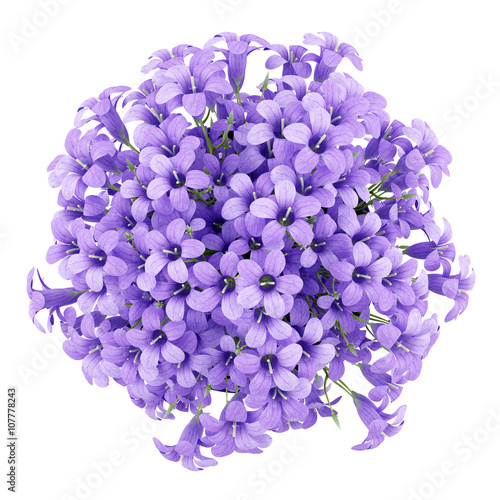 Картината върху платно top view of purple flowers in pot isolated on white background.
