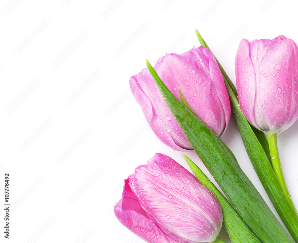 Fototapeta premium Fresh pink tulip flowers bouquet