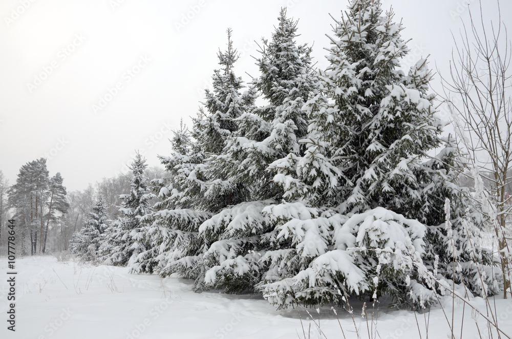 Obraz premium Spruces