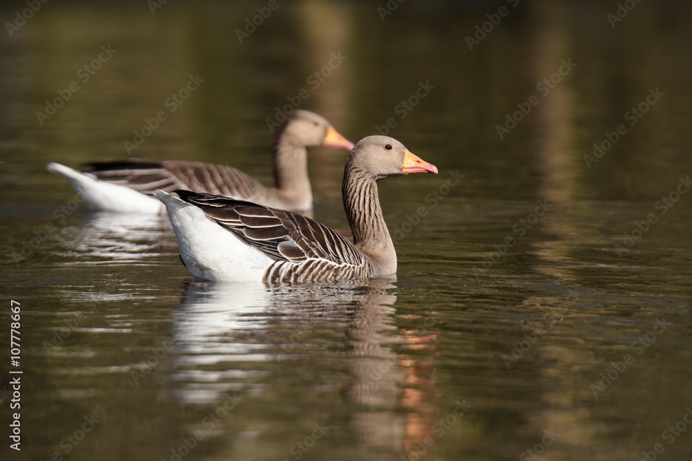 Greylag Goose, goose Greylag Goose, goose