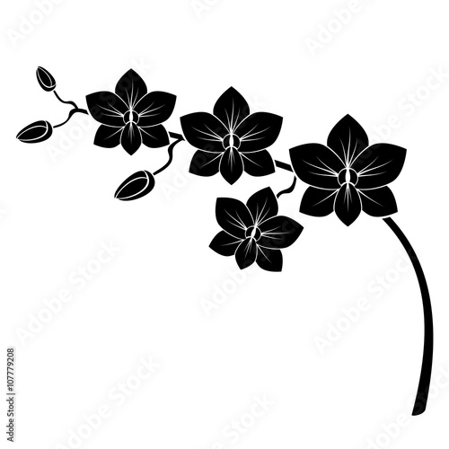 orchid branch silhouette vector for design photo