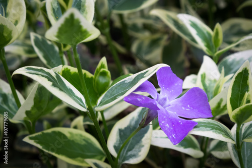 Purple flower 