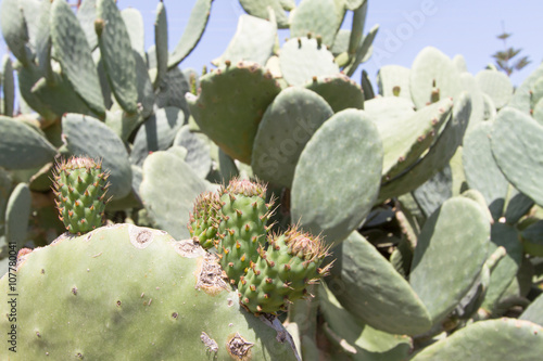 Opuntie  Kaktus   Platykladium mit jungen Trieben 