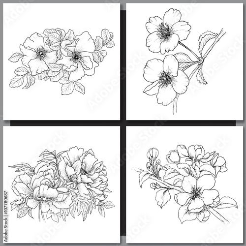 Fototapeta Set of Romantic vector background with three echinaceas.