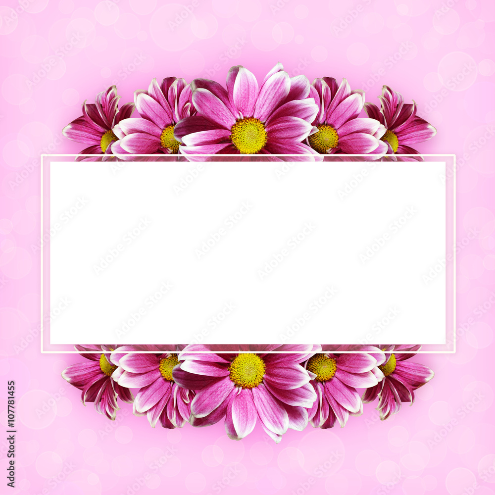 Pink aster flowers background and a frame