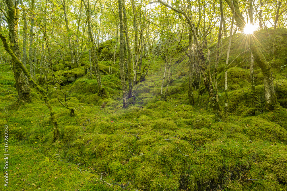 sunlight in the green mossy forest in south of Norway, Europe
sunlight in the green mossy forest in south of Norway, Europe