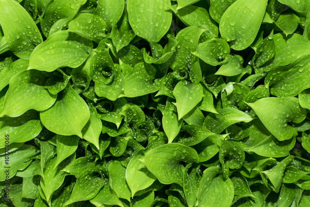 custom made wallpaper toronto digitalLeaves with drops of water