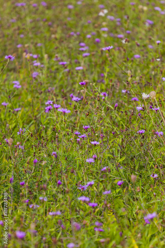 Green Vegetation