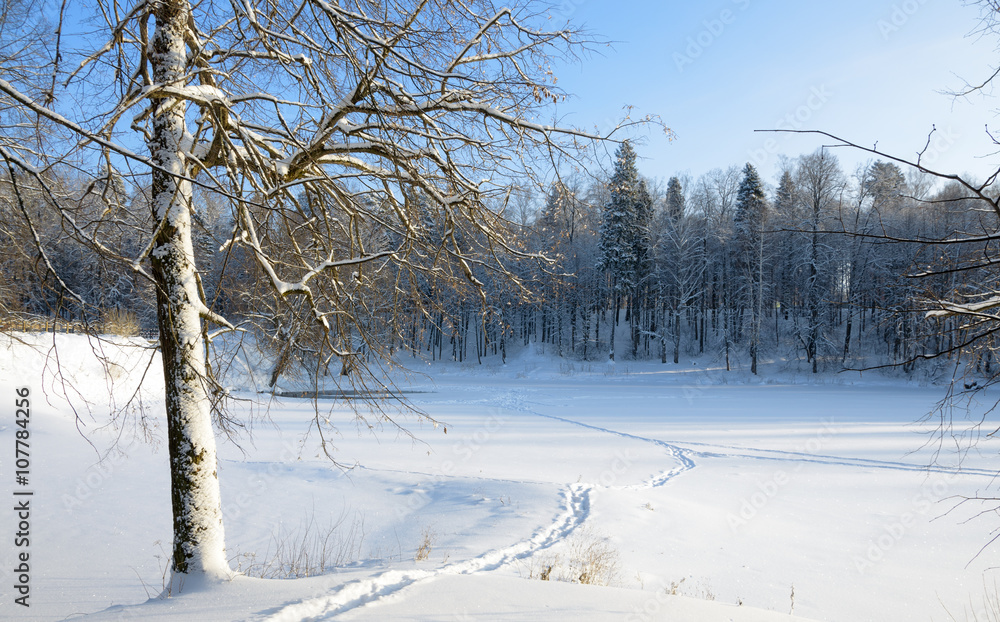 Obraz premium Winter scene