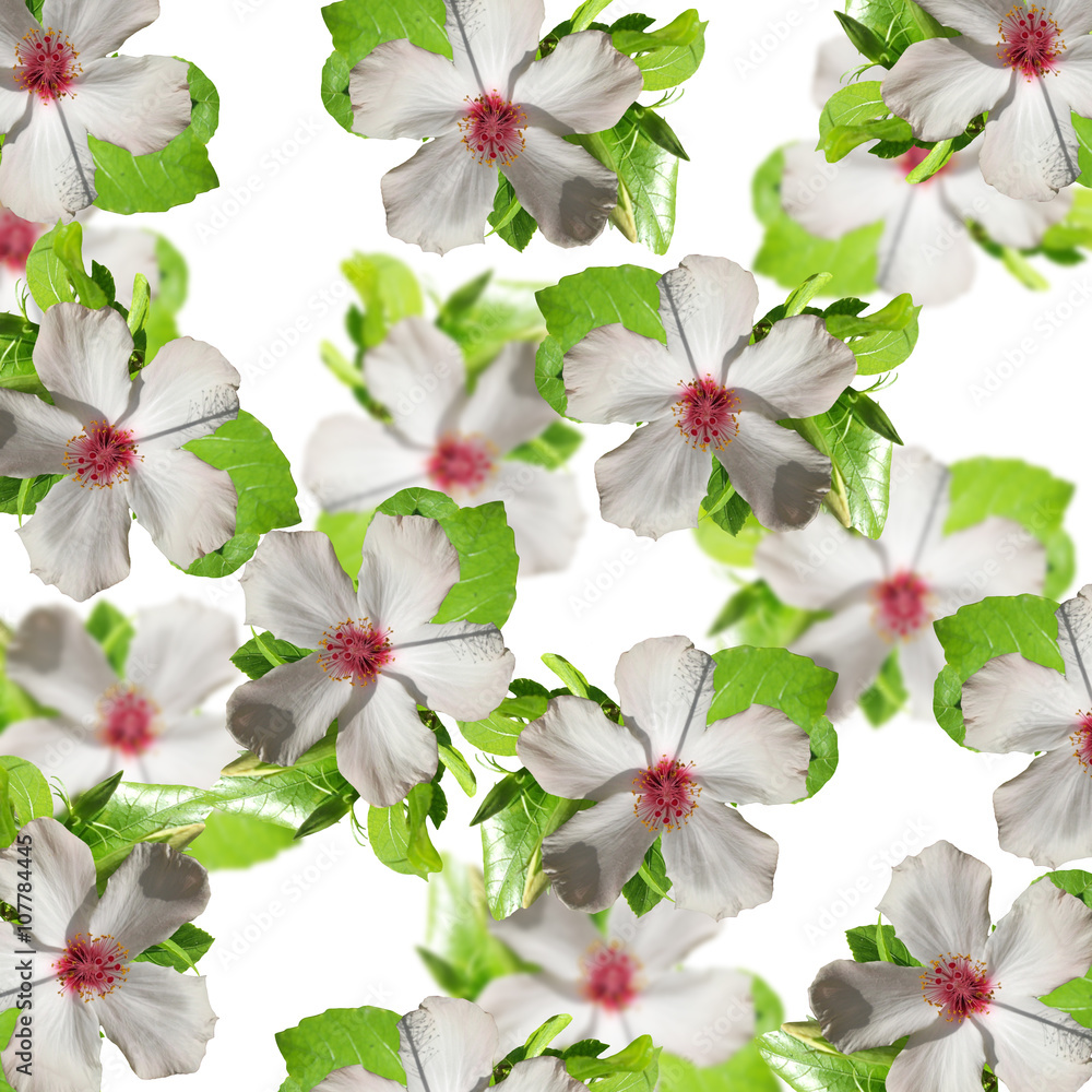 Naklejka premium Floral background. Hibiscus 
