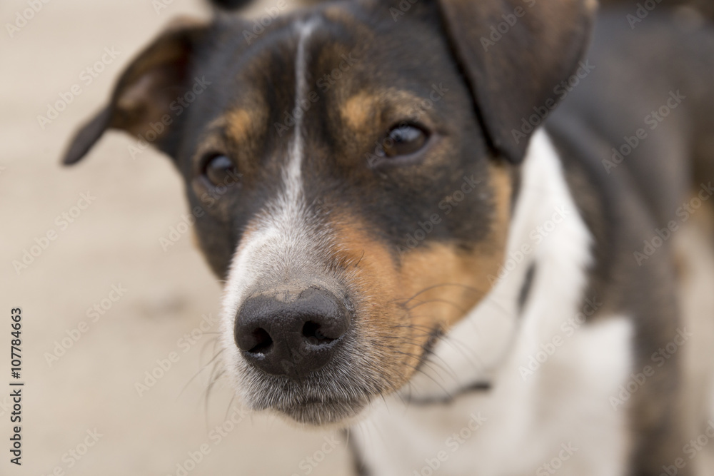 the dog Jack Russell Terrier close up