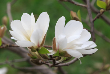Keuken achterwand Magnolia Witte magnoliabloesem in close-up  © romantiche