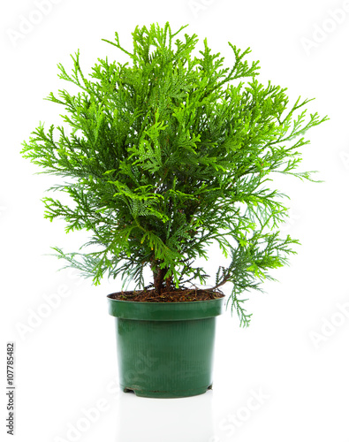 Thujopsis is a conifer in the cypress family Cupressaceae, isola