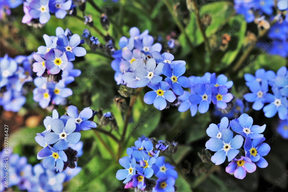 non ti scordar di me StockFoto Adobe Stock