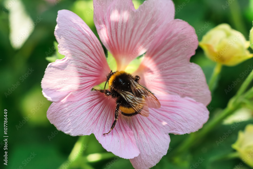 Bee on a flower Bee on a flower