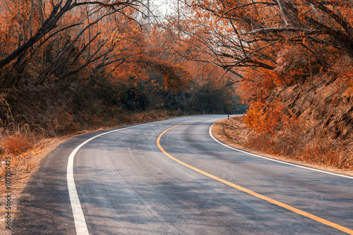 Beautiful long way road along into forest at autumn season