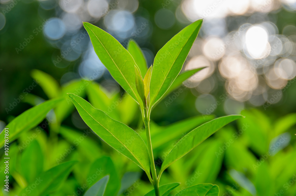 Shoots of green tea Shoots of green tea