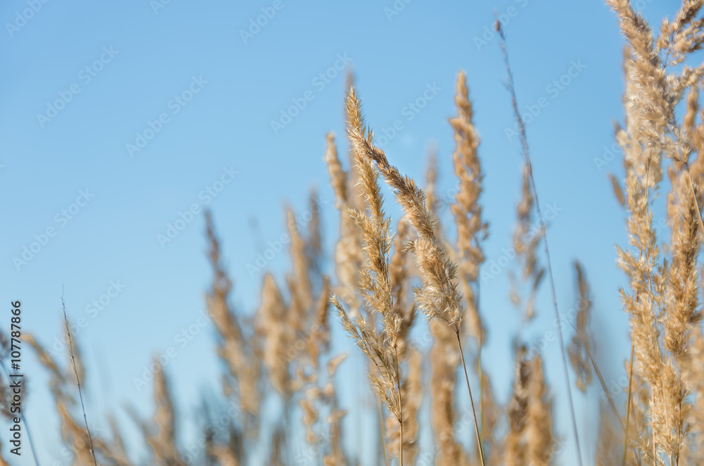 Dry yellow grass Dry yellow grass