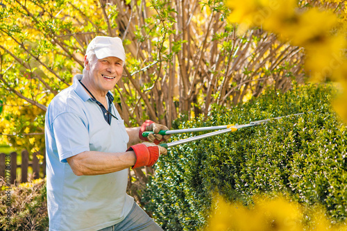 old man trimming the hedge in his garden - gardening 23