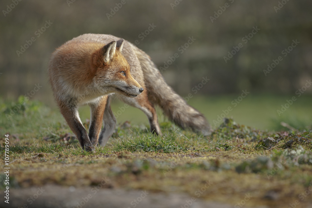 Fototapeta premium Fox looking backwards