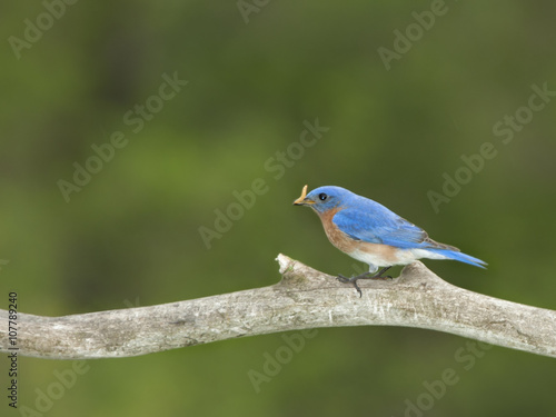 Male Bluebird with Insect