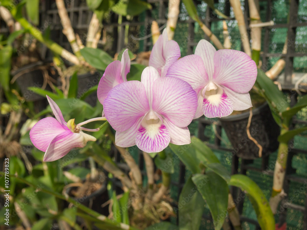 Fototapeta premium Beautiful orchid flowers.