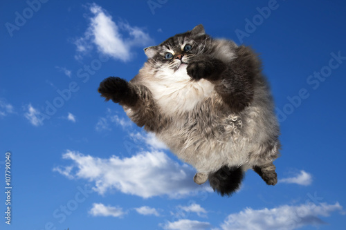 funny cat flying in the sky