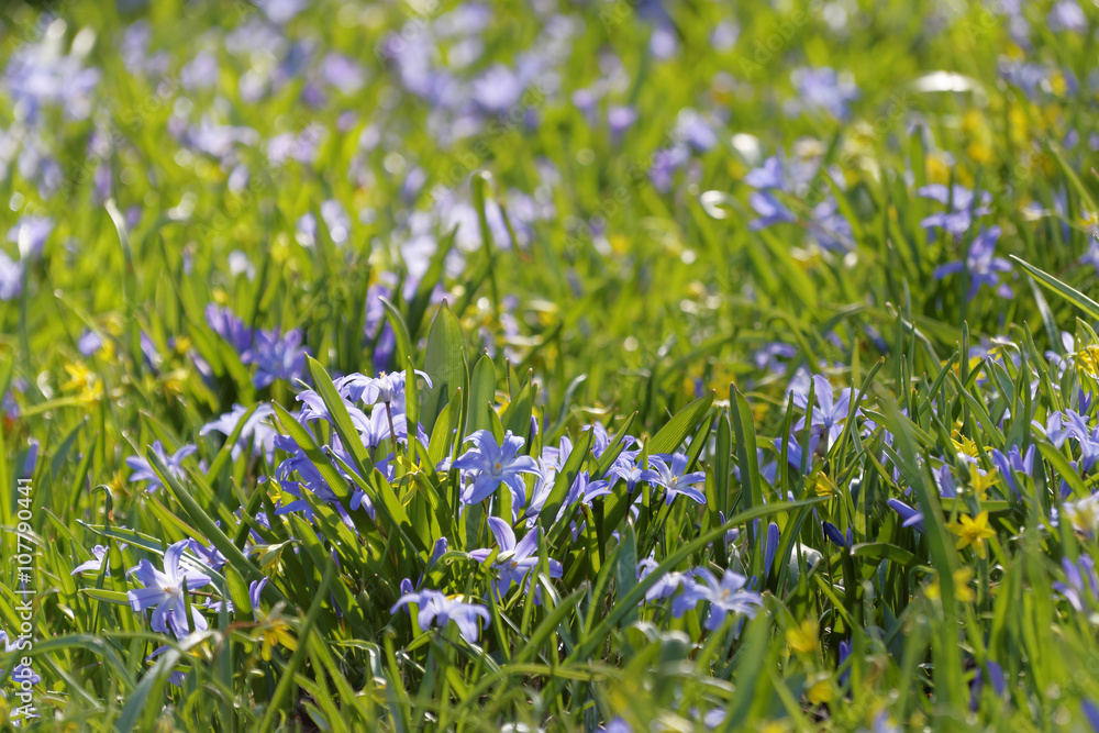 Spring flower Scilla luciliae and green grass