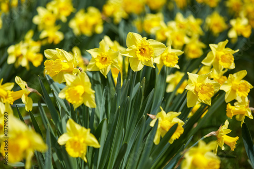 Fototapeta Naklejka Na Ścianę i Meble -  Daffodils field