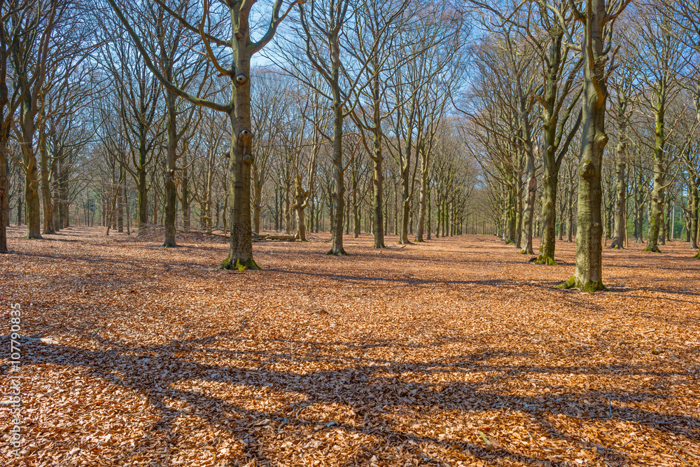 Path through a forest in spring Path through a forest in spring