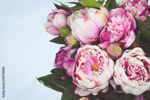 Pink Peony flowers on blue background.