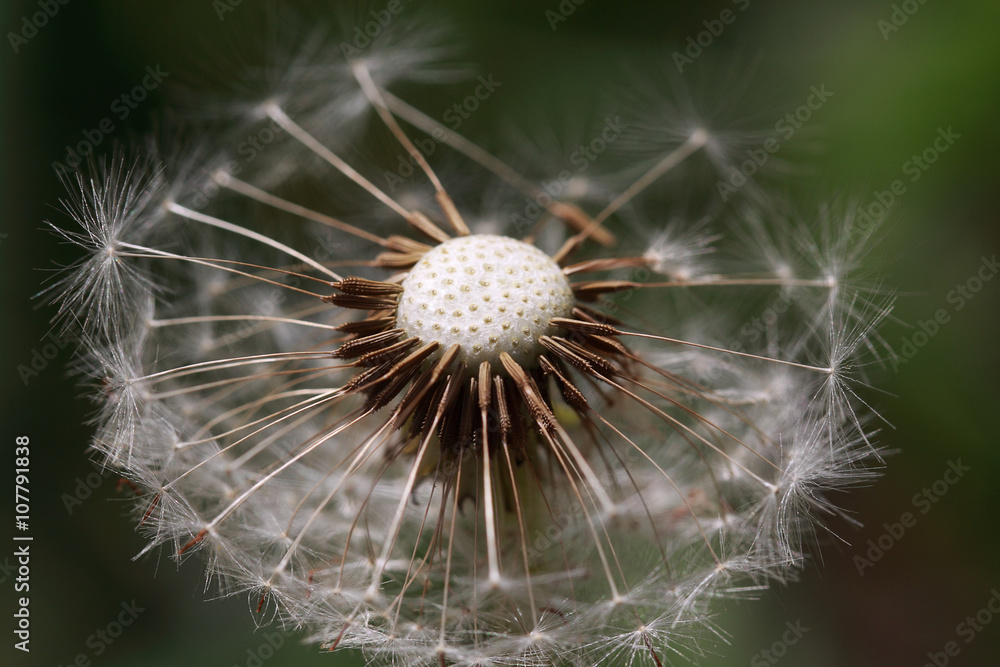 Fototapeta premium Balding dandelion