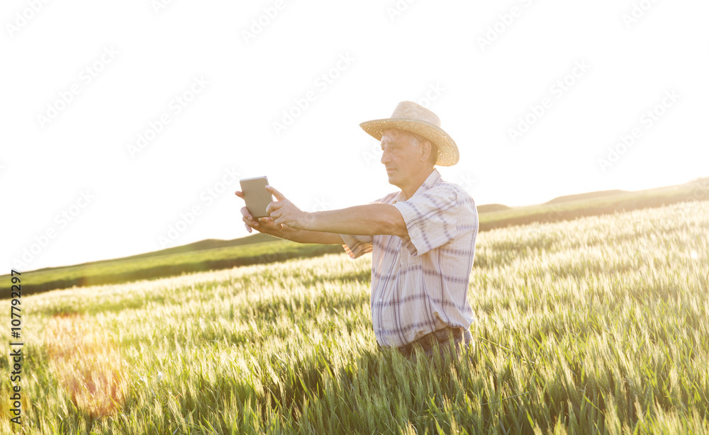 Farmer standing in a wheat field and looking at tablet Farmer standing in a wheat field and looking at tablet