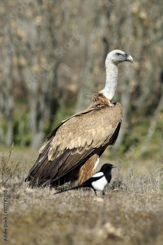 Griffon vulture (Gyps fulvus), perched on the floor