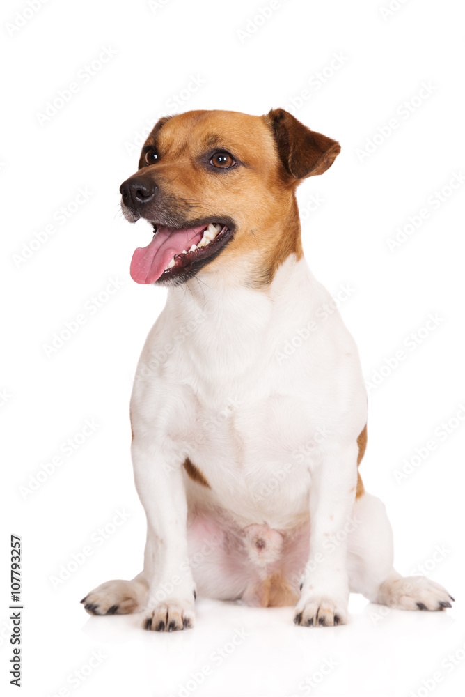 jack russell terrier dog sitting on white