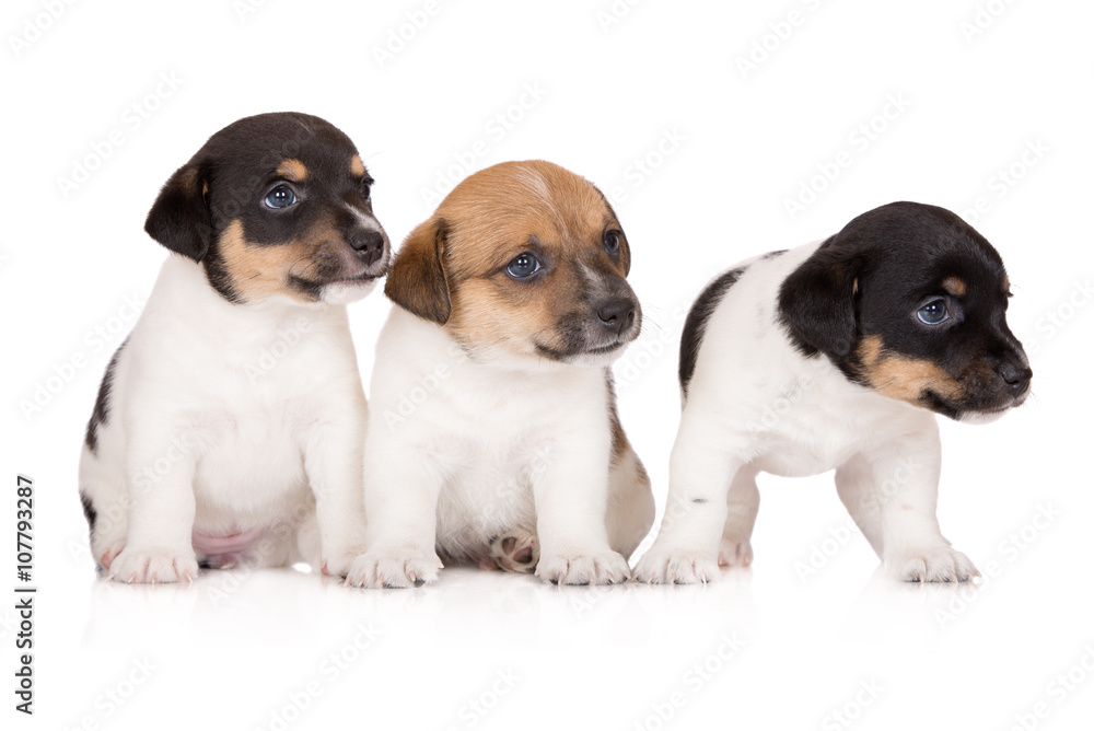 three jack russell terrier puppies on white