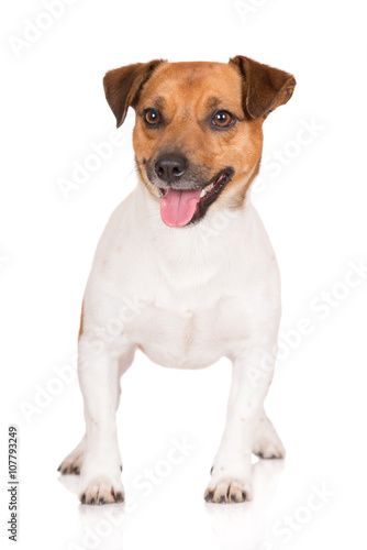 jack russell terrier dog standing on white