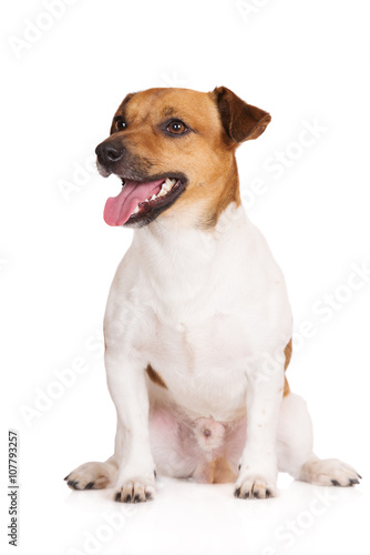 jack russell terrier dog sitting on white